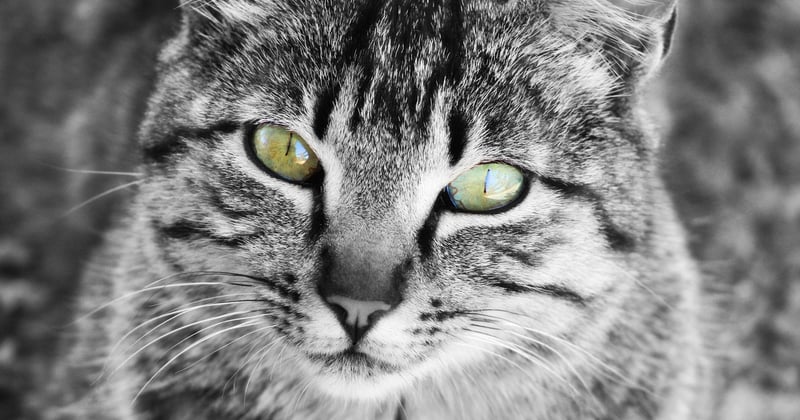 Allergie au chat : ce qui marche vraiment et ce qui ne marche pas
