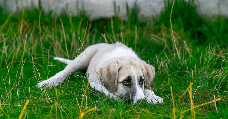 Langage bébé : quand faut-il s'inquiéter ?