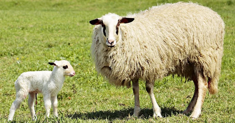 L'erreur n°5 : ne pas faire attention au cordon ombilical